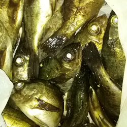 いつでもメバルは外れなし