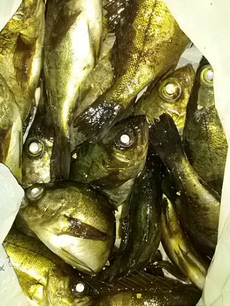 いつでもメバルは外れなし