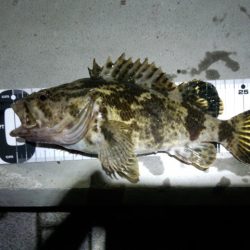 大阪湾奥ガシリング行ってきました！