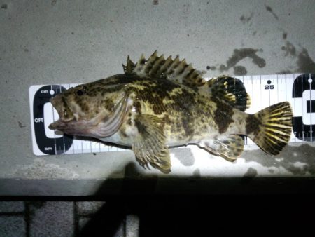 大阪湾奥ガシリング行ってきました！