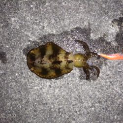 小さなサイズでしたが釣れて良かった！