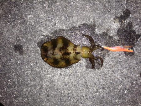 小さなサイズでしたが釣れて良かった！