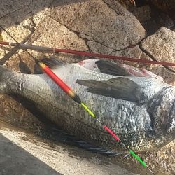 汐見埠頭 フカセ釣りで初の年無し!?