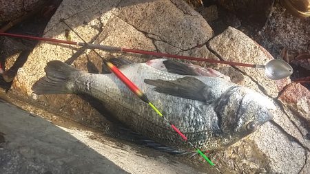 汐見埠頭　フカセ釣りで初の年無し！？