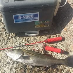 高砂でエビ撒き釣り　でも物足りない(泣)