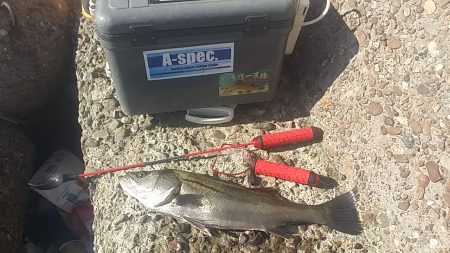 高砂でエビ撒き釣り　でも物足りない(泣)