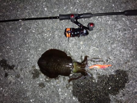 大きいの求めて行って来ましたが残念