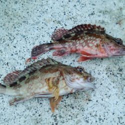 寒いけど釣れる魚を釣る