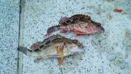 寒いけど釣れる魚を釣る