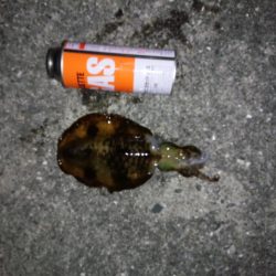 またしてもサイズアップならず残念！