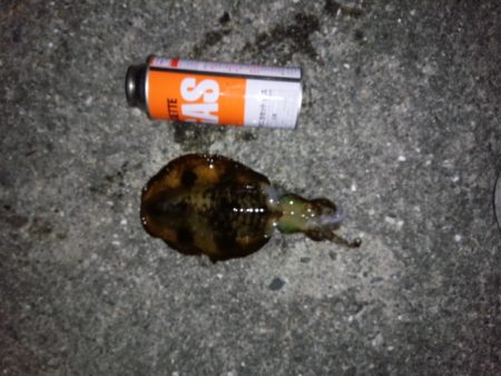 またしてもサイズアップならず残念！