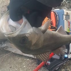 ボウズ逃れで精一杯(泣)