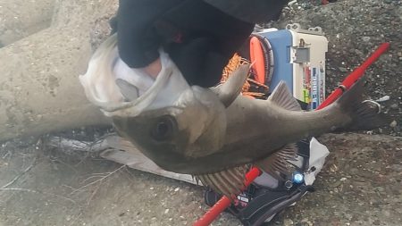 ボウズ逃れで精一杯(泣)