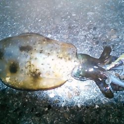 キロアップのアオリイカ！