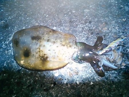 キロアップのアオリイカ！