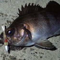 ライトワインドで良型メバル♪