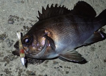 ライトワインドで良型メバル♪