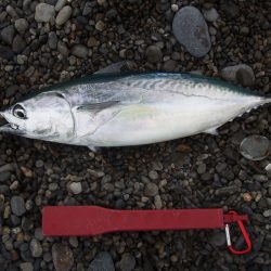 カゴ釣りで良型アジ釣れてます！！