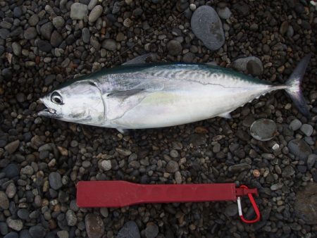 カゴ釣りで良型アジ釣れてます！！