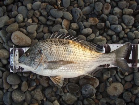 カゴ釣りで両型アジとチヌ！！