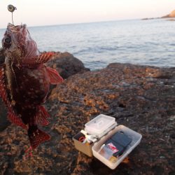 初!!グレ狙い。でも癒してくれるのはガシラでした。