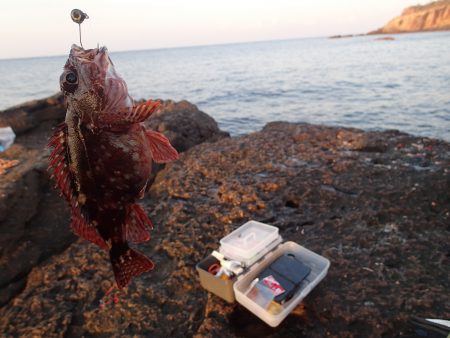 初！！グレ狙い。でも癒してくれるのはガシラ…