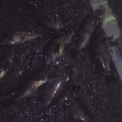 泉南メバリング　離岸流でキープサイズ８尾