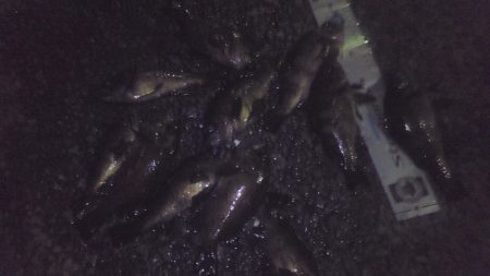 泉南メバリング　離岸流でキープサイズ８尾