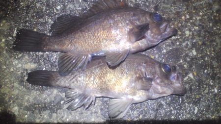 小島周辺の海岸にエントリーしメバルの居場所…