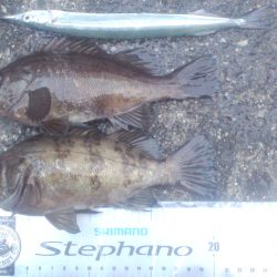 小島漁港　すがすがしい風の朝にメバリング