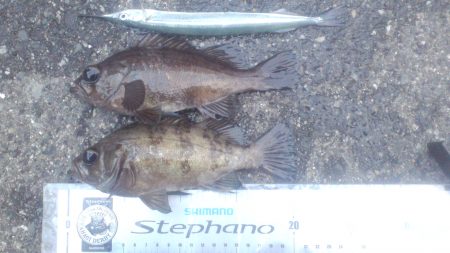 小島漁港　すがすがしい風の朝にメバリング