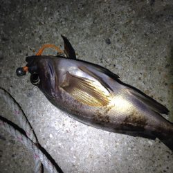 牛が首周辺　常夜灯周りでメバリングでメバル＆ガシラ