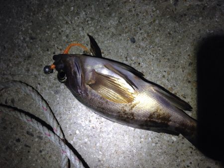 牛が首周辺　常夜灯周りでメバリングでメバル…