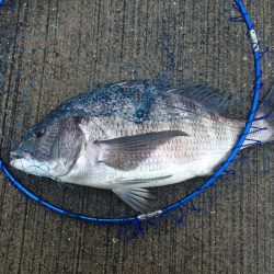 舞洲　初フカセでチヌ47cm！