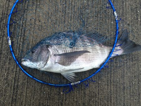 舞洲　初フカセでチヌ47cm！