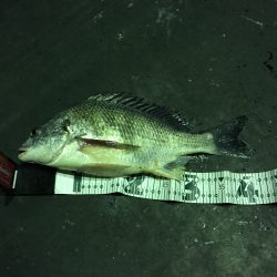 高砂埋立地にて夕まづめからチニング！