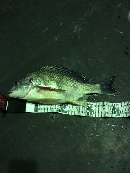 高砂埋立地にて夕まづめからチニング！