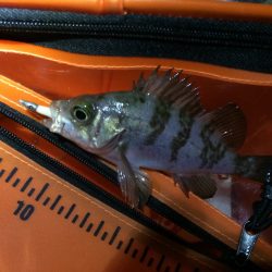 泉南ちょいメバリング