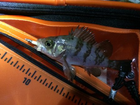 泉南ちょいメバリング