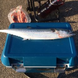 今年度の初釣行でサゴシ1尾