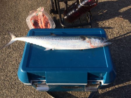 今年度の初釣行でサゴシ1尾