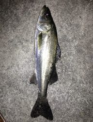 飾磨〜広畑　浮き流しに釣りにハネがきた！