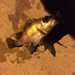 小島漁港　友人とメバリングでメバル狙い