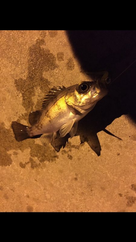 小島漁港　友人とメバリングでメバル狙い