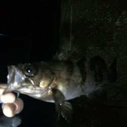 ドリフトで良型メバル