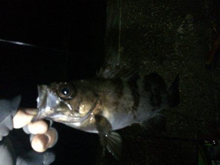 ドリフトで良型メバル