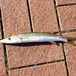 カマス沸きまくり！