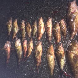 ロックフィッシュ