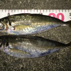 串本港　寒さの中メタルバイブで粘り30にちょい足りない泣き尺サイズのアジの釣果
