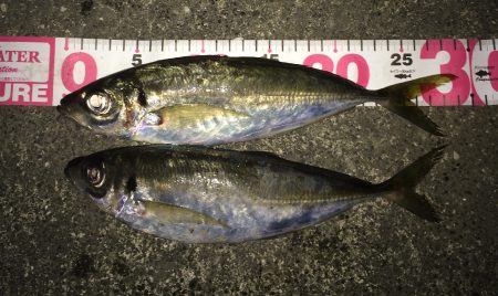 串本港　寒さの中メタルバイブで粘り30にち…